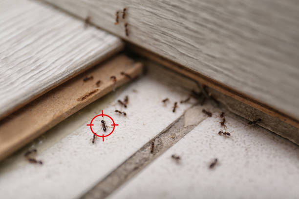 Best Best Pest Control Companies  in Tainter Lake, WI