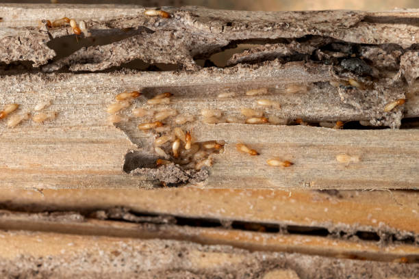 Best Wasp Removal Services  in Tainter Lake, WI
